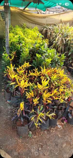 ફ્રુટ plant 🪴,flower plant - રાજકોટ
